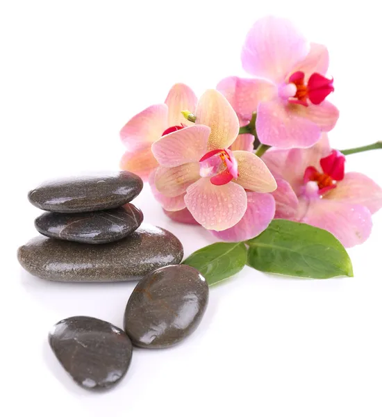 Composition with beautiful blooming orchid with water drops and spa stones, isolated on white — Stock Photo, Image