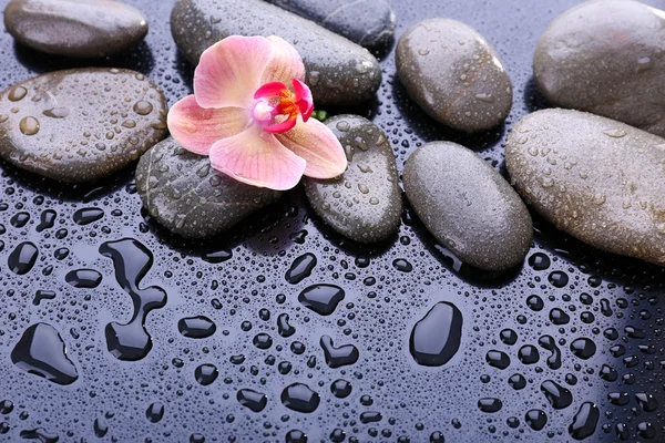 Composition with beautiful blooming orchid with water drops and spa stones, on light gray background — Stock Photo, Image