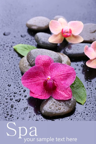 Σύνθεση με πανέμορφο ανθισμένο orchid με σταγόνες νερού και σπα πέτρες, σε γκρι φόντο — Φωτογραφία Αρχείου