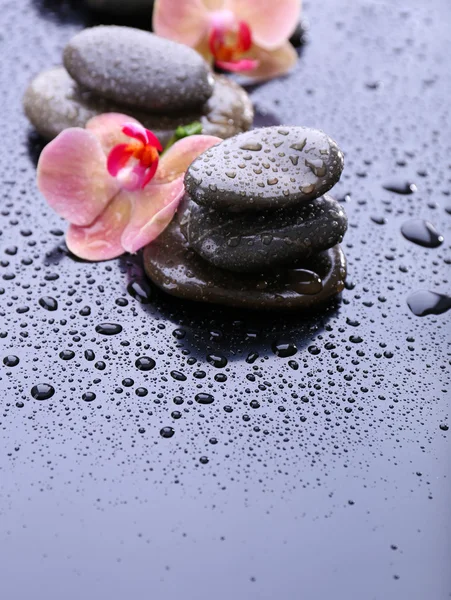 Composición con hermosa orquídea floreciente con gotas de agua y piedras de spa, sobre fondo gris claro — Foto de Stock