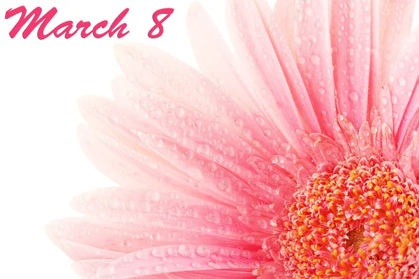 美しいピンク ガーベラの滴をクローズ アップ — ストック写真
