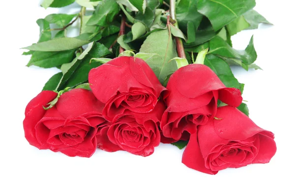 Hermosas rosas rojas aisladas en blanco — Foto de Stock