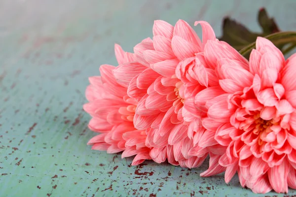 Pink chrysanthemums on blue wooden table — Stock Photo, Image