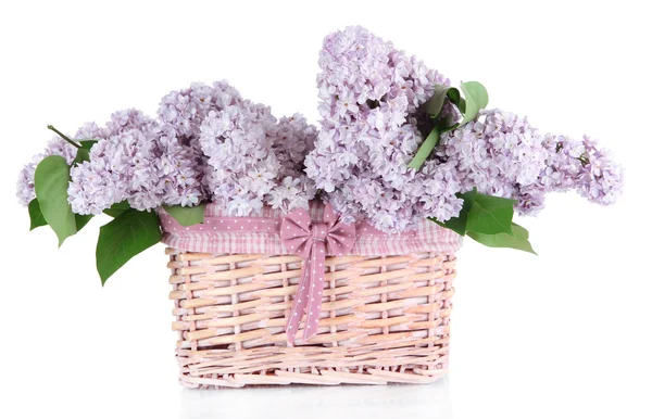 Beautiful lilac flowers isolated on white Royalty Free Stock Images