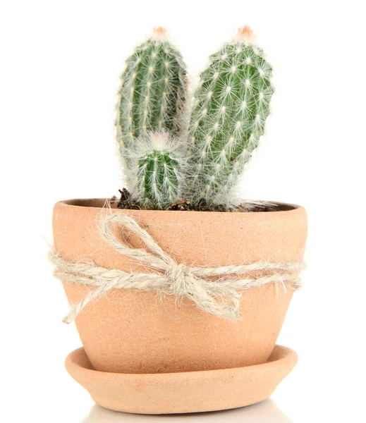 Schöner Kaktus im Blumentopf, isoliert auf weiß — Stockfoto