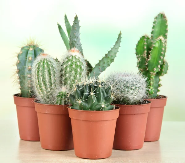 Coleção de cactos em mesa de madeira — Fotografia de Stock