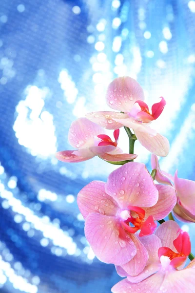 Beautiful blooming orchid on bright background — Stock Photo, Image