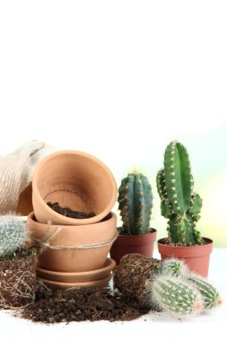 güzel kaktüsler, boş Çiçeklik ve bahçede toprak yakın çekim