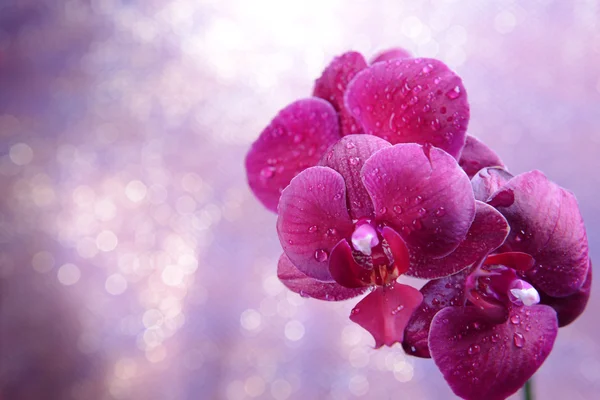 Beautiful blooming orchid on light color background — Stock Photo, Image