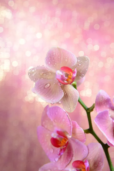 Красива квітуча орхідея на фоні світлого кольору — стокове фото