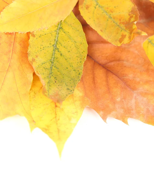 Hojas de otoño brillantes aisladas en blanco —  Fotos de Stock