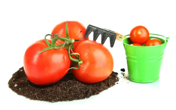 Tomatoes on ground isolated on white — Stock Photo, Image