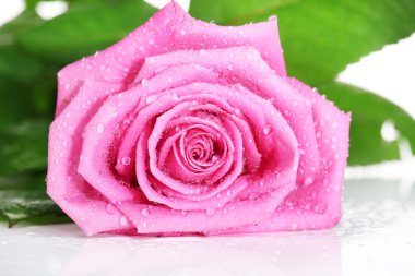 Pembe gül beyaz üzerine izole
