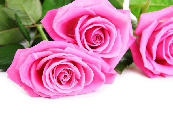 Pink roses isolated on white — Stock Photo, Image