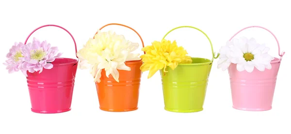 Beautiful chrysanthemum flowers in buckets isolated on white — Stock Photo, Image