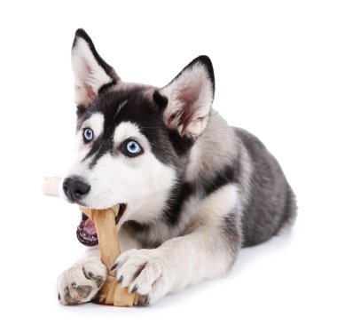 beyaz izole güzel şirin husky köpek