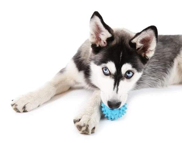 Bonito filhote de cachorro husky bonito, isolado em branco — Fotografia de Stock