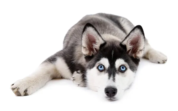 Beautiful cute husky puppy, isolated on white — Stock Photo, Image