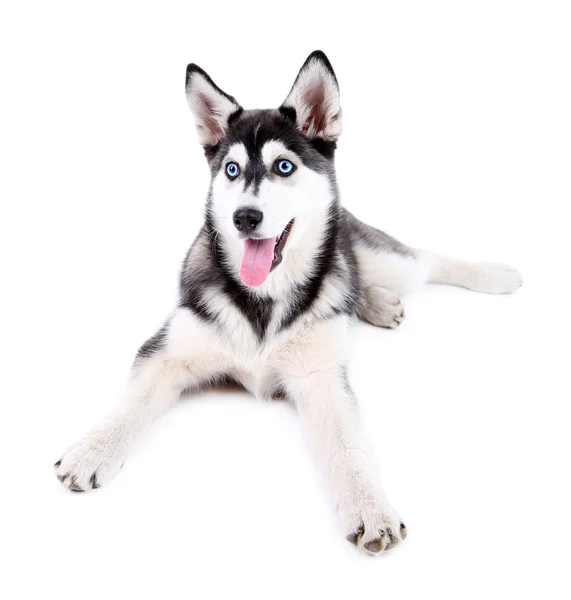 ลูกหมาฮัสกี้ที่น่ารักที่สวยงาม ถูกแยกจากสีขาว — ภาพถ่ายสต็อก