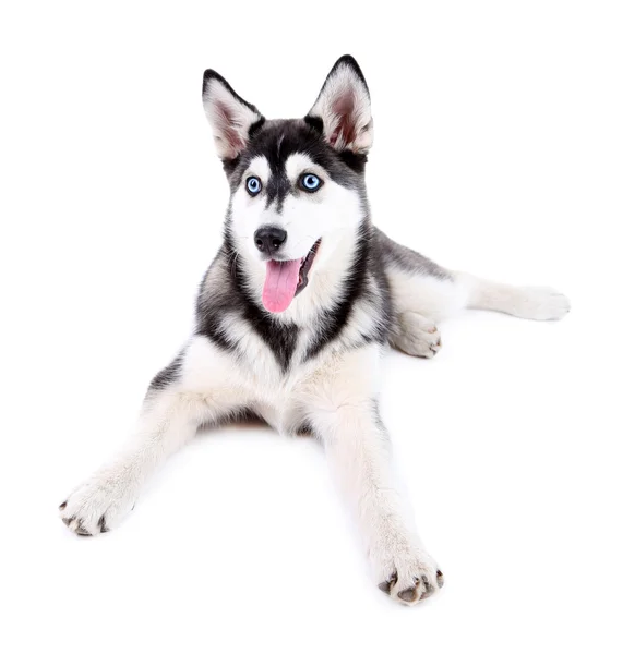 Hermoso lindo cachorro husky, aislado en blanco —  Fotos de Stock