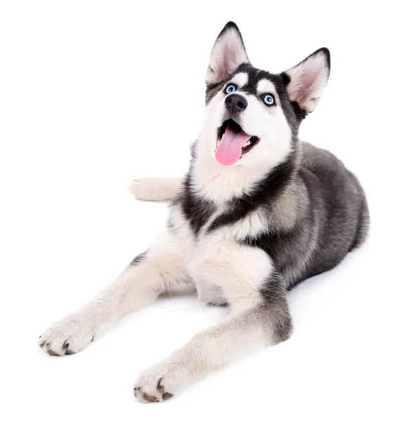 Mooie schattige husky puppy, geïsoleerd op wit — Stockfoto