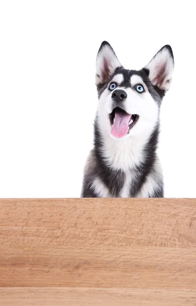 Beautiful cute husky puppy, isolated on white — Stock Photo, Image