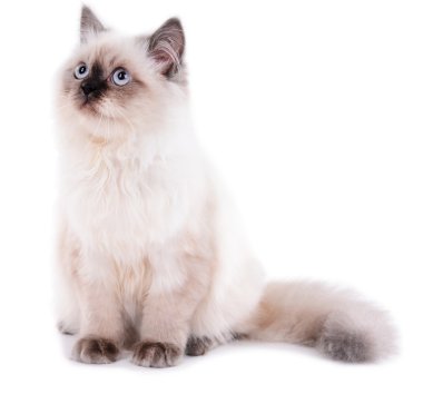 Güzel kedi bembeyaz