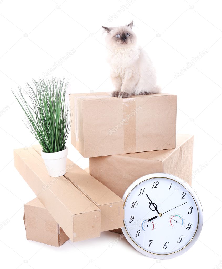 Beautiful cat with boxes isolated on white