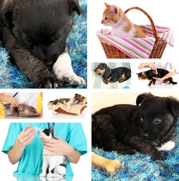 Collage van verschillende huisdieren bij dierenarts — Stockfoto