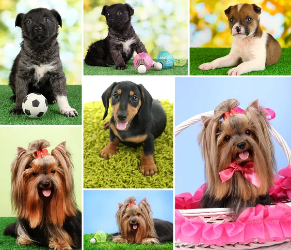 Collage de cachorros lindos —  Fotos de Stock