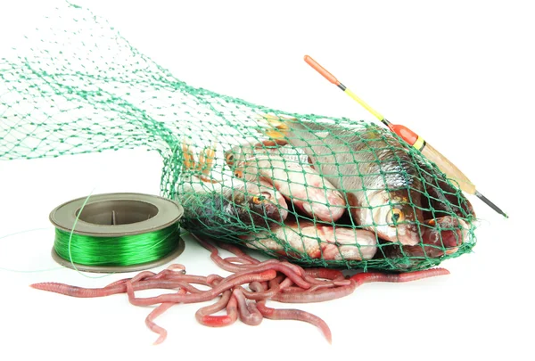 Peixes em rede de pesca isolados sobre branco — Fotografia de Stock