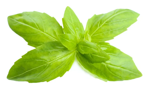 Green fresh basil, isolated on white — Stock Photo, Image