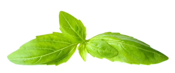 Green fresh basil, isolated on white — Stock Photo, Image