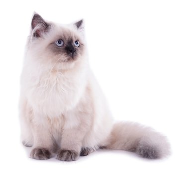 Güzel kedi bembeyaz