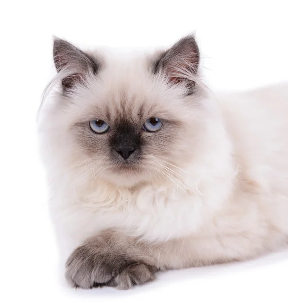 Gato bonito isolado em branco — Fotografia de Stock