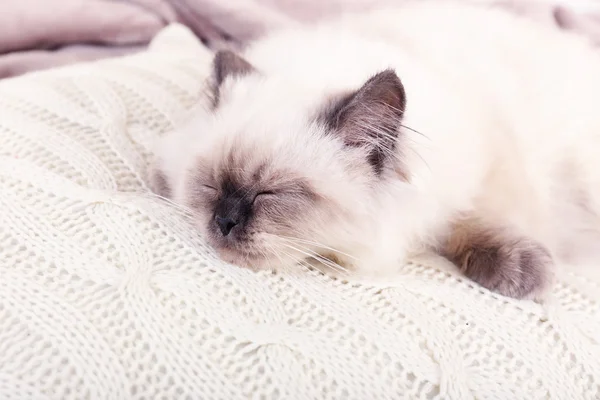 Schöne Katze schläft auf Kissen im Zimmer — Stockfoto