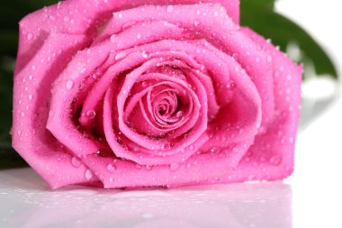 Pembe gül beyaz üzerine izole