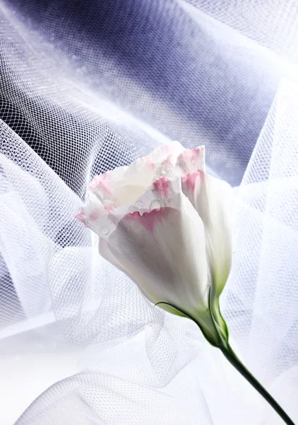 Eustoma flor com tecido branco, sobre fundo preto — Fotografia de Stock