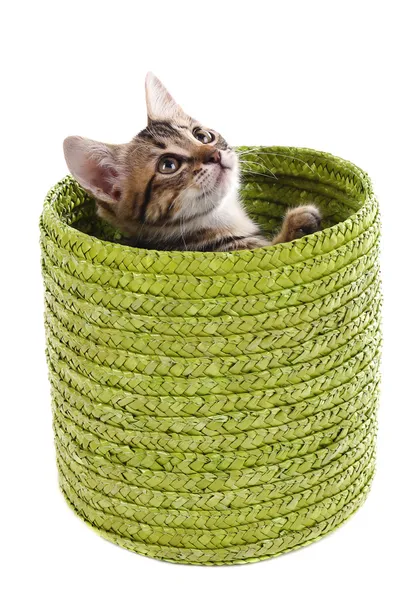 küçük kedi üzerinde beyaz izole hasır sepet