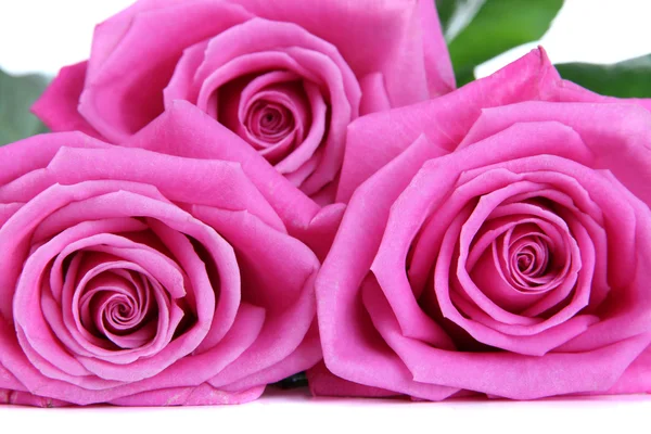 Pink roses isolated on white Royalty Free Stock Images