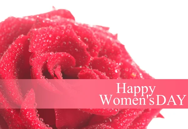 Krásné červené růže s kapkami izolovaných na bílém — Stock fotografie