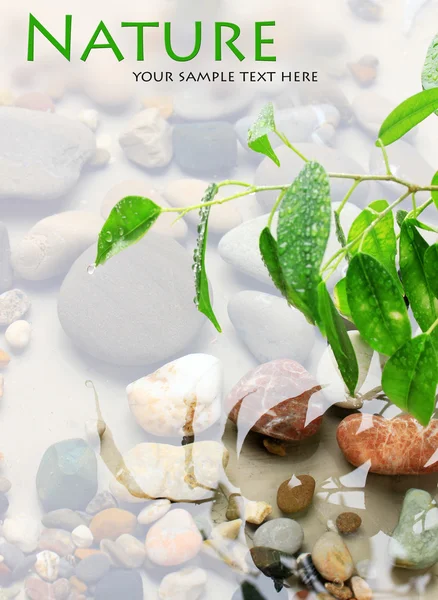Gröna blad med reflektion i vatten — Stockfoto