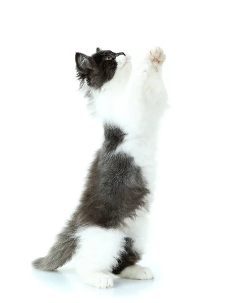 Pequeño gatito lindo, aislado en blanco —  Fotos de Stock