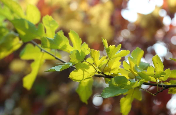 Feuilles vertes sur fond lumineux — Photo