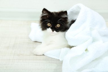 kat havlu ile küçük şirin kedi yavrusu