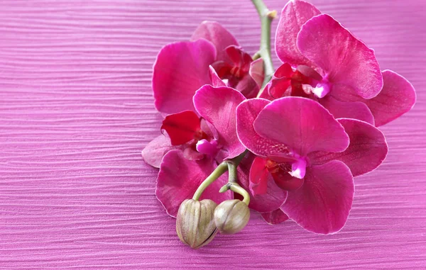 Beautiful blooming orchid on color background — Stock Photo, Image