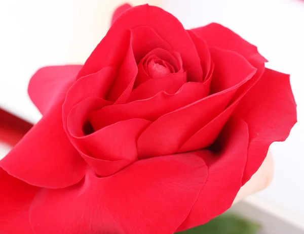 Belle rose rouge gros plan isolé sur blanc — Photo