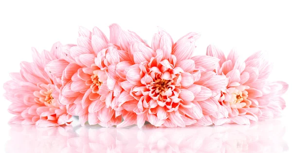 Pink chrysanthemums isolated on white — Stock Photo, Image