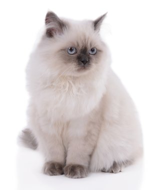 Güzel kedi bembeyaz