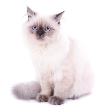 Güzel kedi bembeyaz